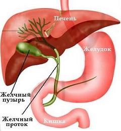 Желчные протоки