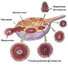 Беременность 2 недели
